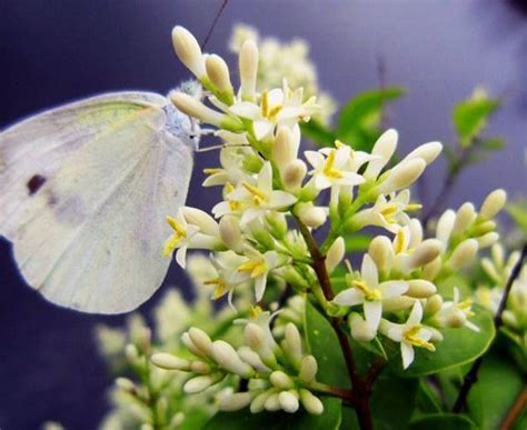 米蘭 植物|植物百科｜米蘭